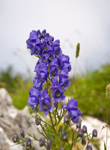 photograph of Aconite plant