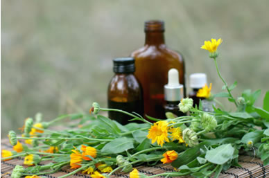 photograph of Aconite plant