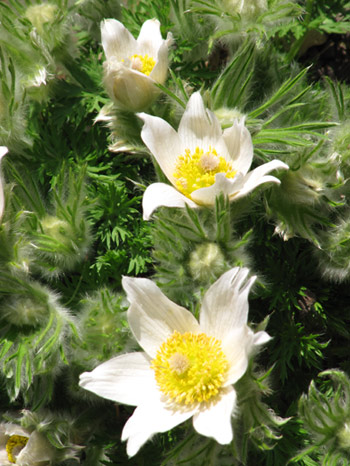 White Pulsatilla